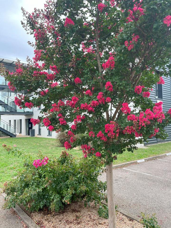 Bureau Saint-Priest 2181m² Location bureau Saint-Priest Rhône OLBUR2109029 16